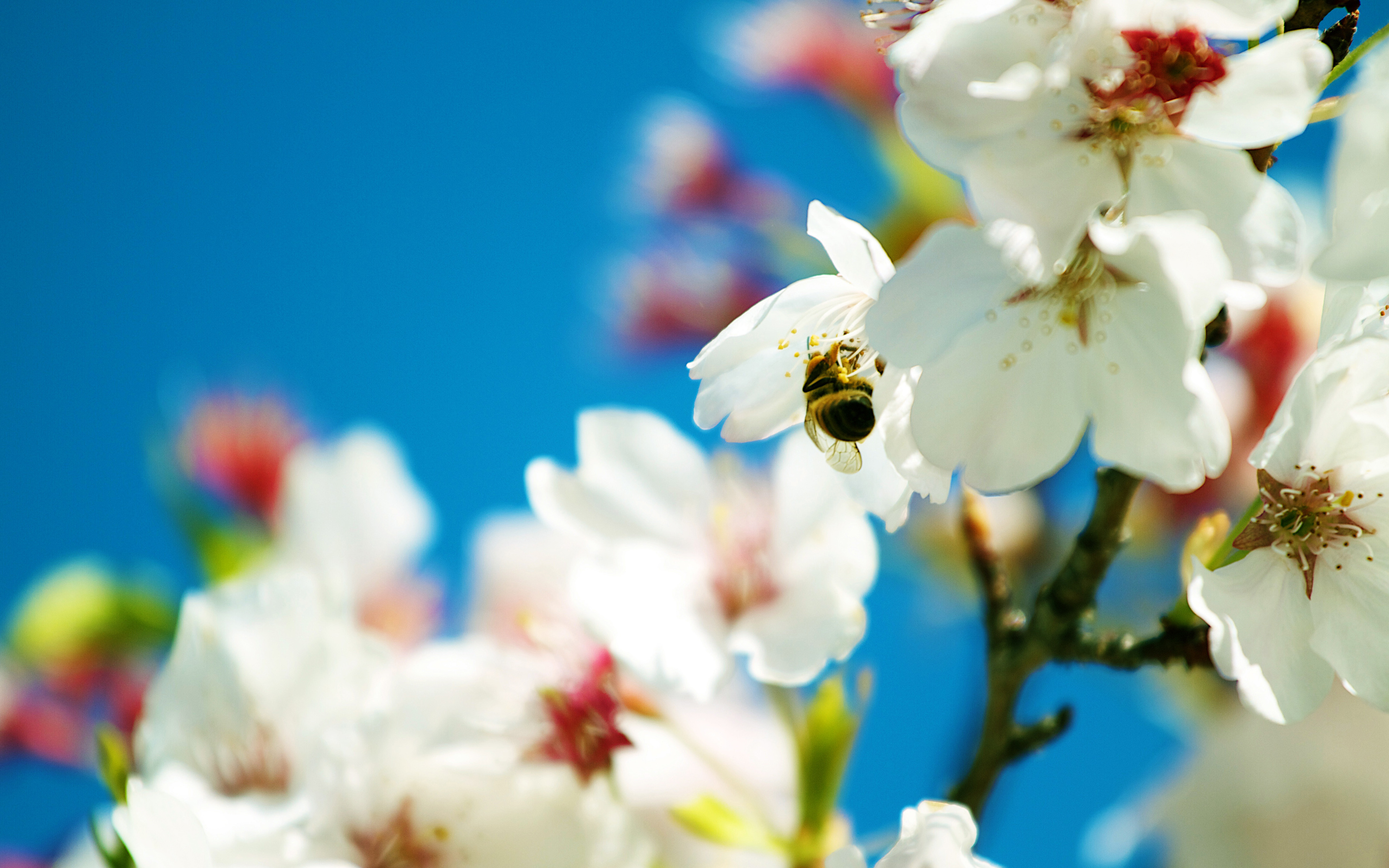 spring, Bee Wallpaper