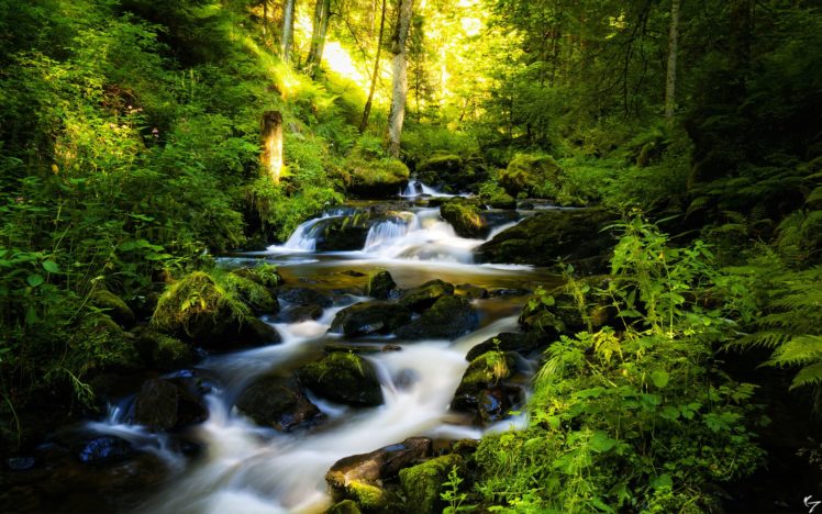forest, Waterfall, Rocks, Trees, Rivers, Stream, Landscape, Plants HD Wallpaper Desktop Background