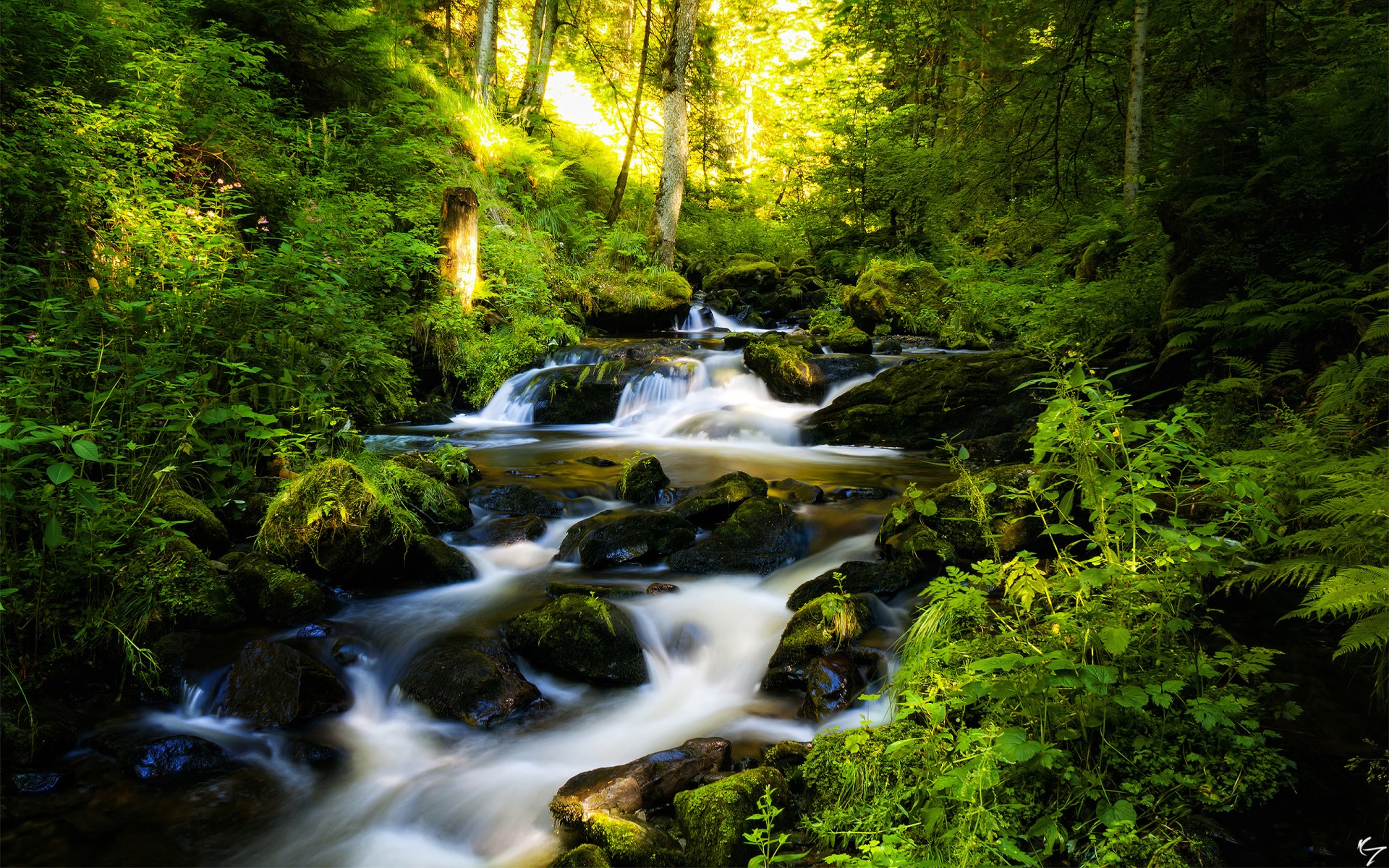 forest, Waterfall, Rocks, Trees, Rivers, Stream, Landscape, Plants Wallpaper