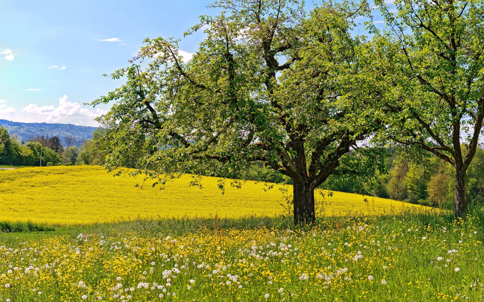 meadow, Flowers, Dandelions, Trees, Spring, Landscapes, Fields Wallpaper