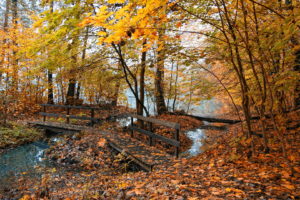 nature, Autumn, Yellow, Leaves, Pond, Bridge, Fog, Fall, Trees, Forest, Streams, Rivers, Reflection, Landscapes