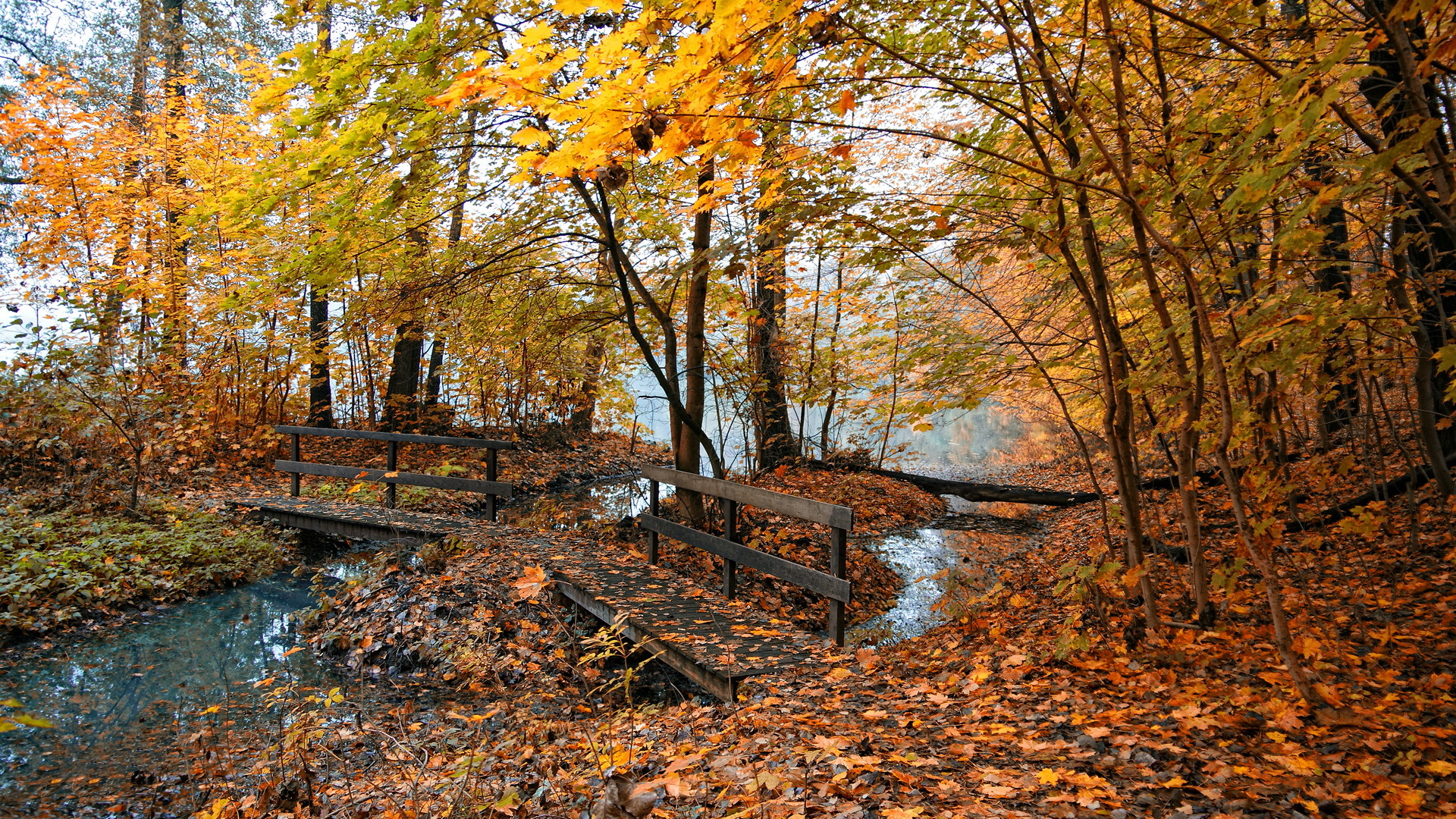 nature, Autumn, Yellow, Leaves, Pond, Bridge, Fog, Fall, Trees, Forest, Streams, Rivers, Reflection, Landscapes Wallpaper