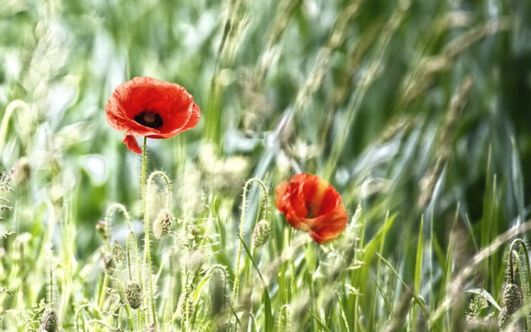 field, Poppies, Nature HD Wallpaper Desktop Background