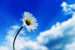 daisy, Nature, Flower, Sky, Cloud, Mood