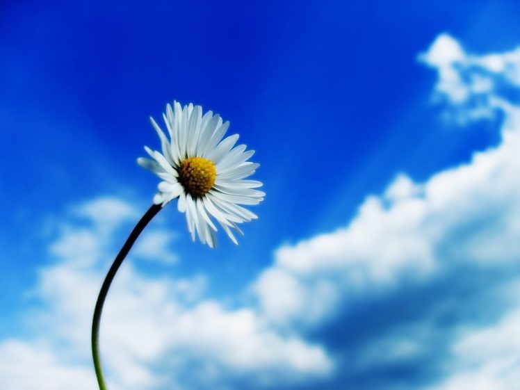daisy, Nature, Flower, Sky, Cloud, Mood HD Wallpaper Desktop Background