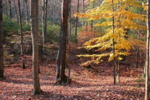 autumn, Forest, Trees, Foliage, Landscapes, Fall