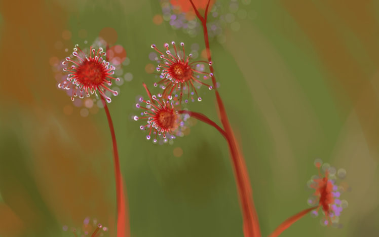 drops, Macro, Flowers, Plants, Dew HD Wallpaper Desktop Background