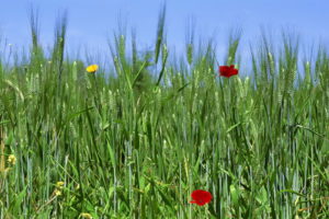 field, Wheat, Ears, Flowers