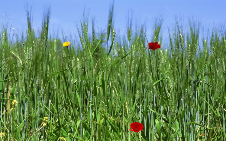 field, Wheat, Ears, Flowers HD Wallpaper Desktop Background
