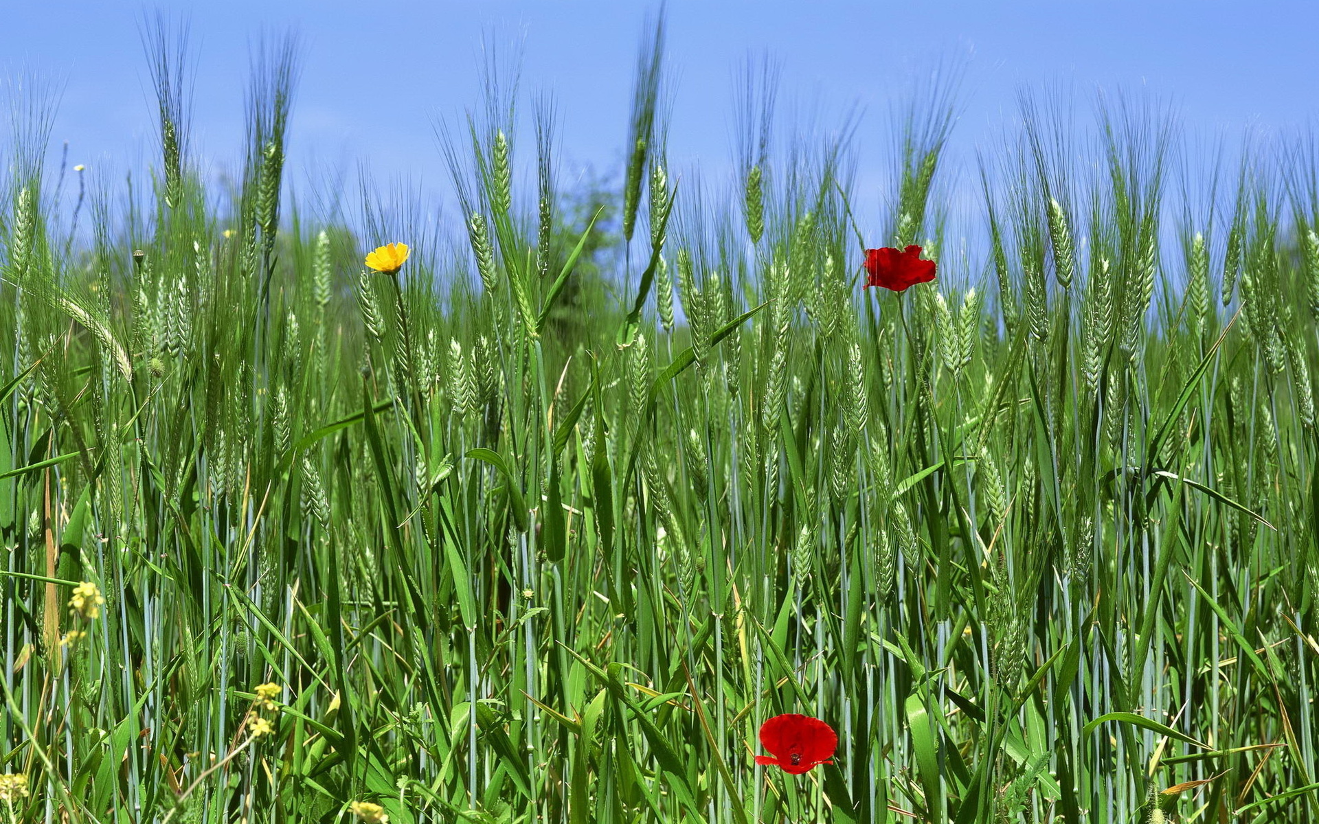 field, Wheat, Ears, Flowers Wallpaper