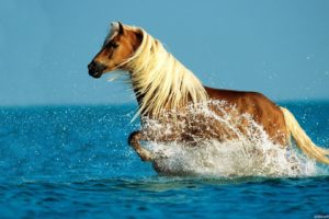 horse, Running, In, Water