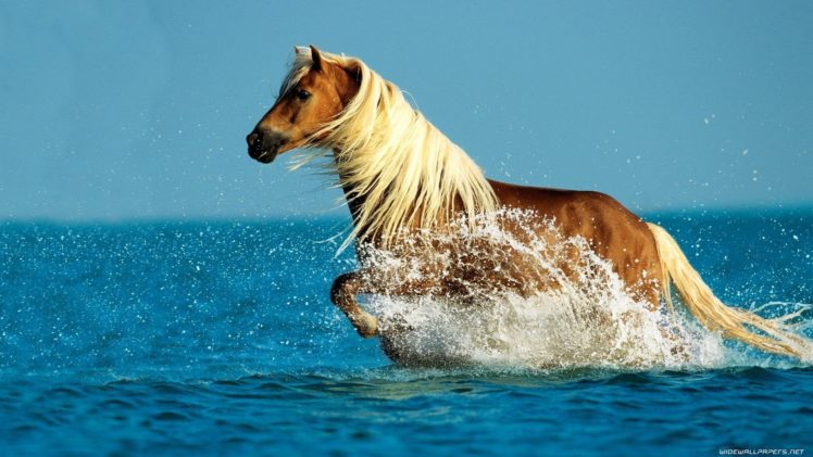 horse, Running, In, Water HD Wallpaper Desktop Background