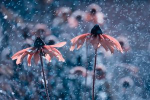 flower, Snow, Beautiful, Nature