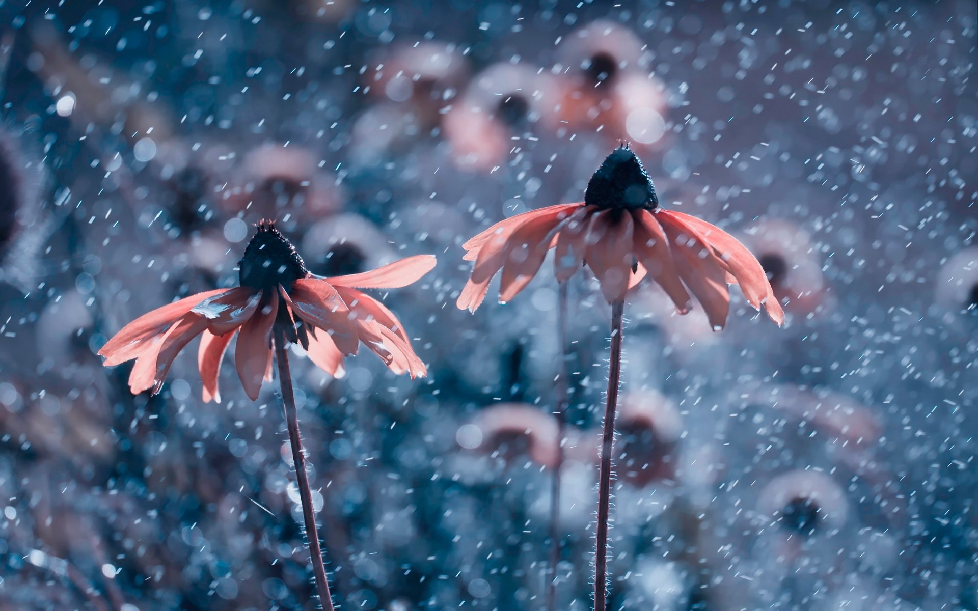 flower, Snow, Beautiful, Nature Wallpaper