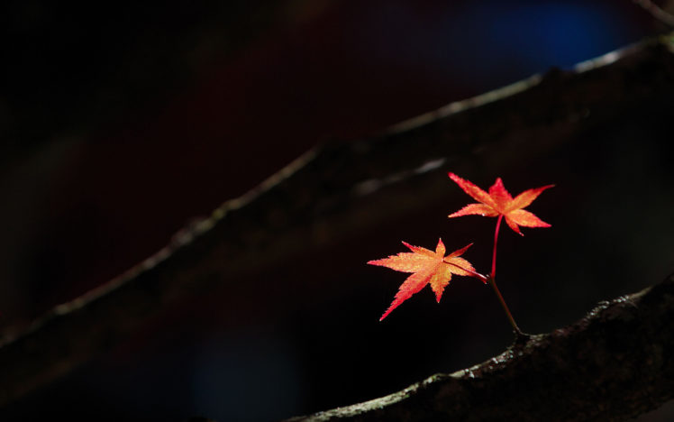 leaves, Autumn, Fall HD Wallpaper Desktop Background