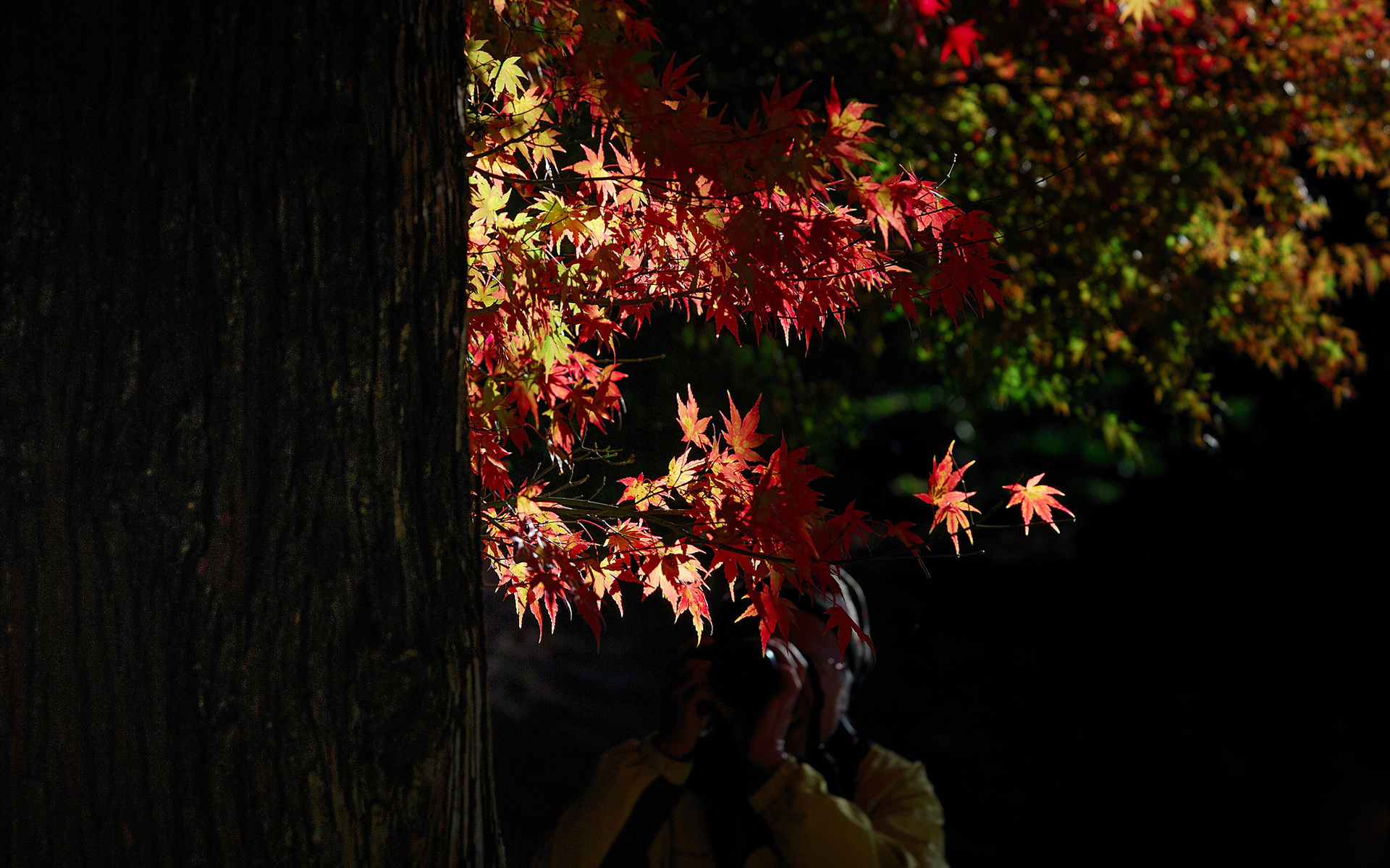 light, Autumn, Fall, Trees Wallpaper