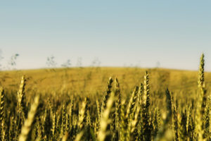 cornfield, Landscape