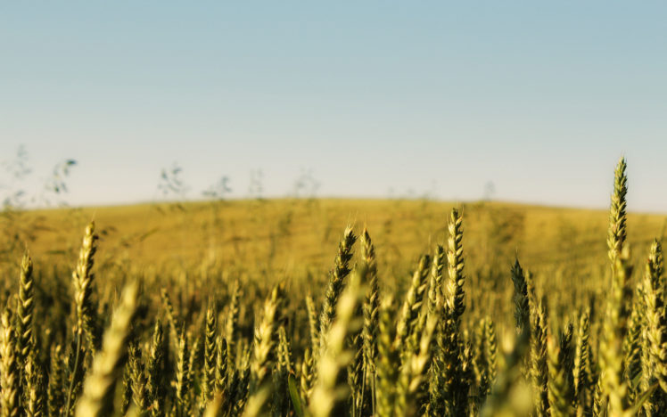 cornfield, Landscape HD Wallpaper Desktop Background