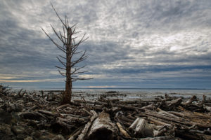 tree, Wood, Shore, Beaches, Lakes, Rivers, Landscapes, Sky, Clouds, Sunset, Sunrise, Driftwood