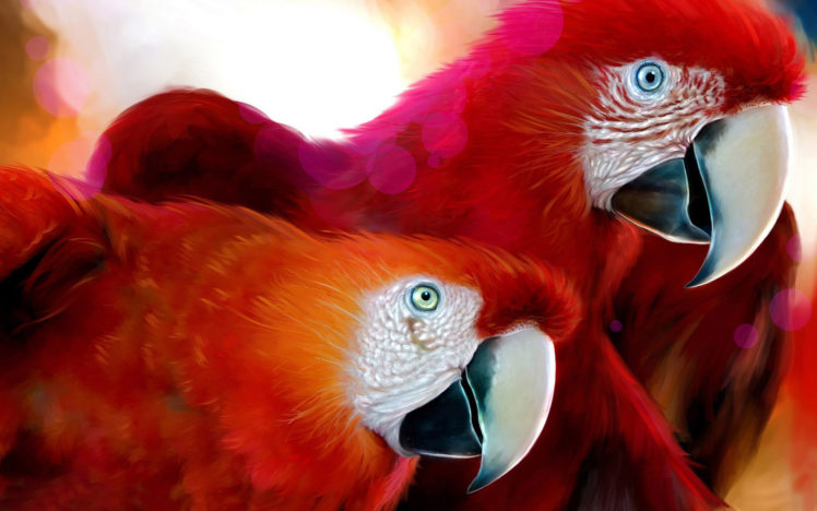 parrots HD Wallpaper Desktop Background