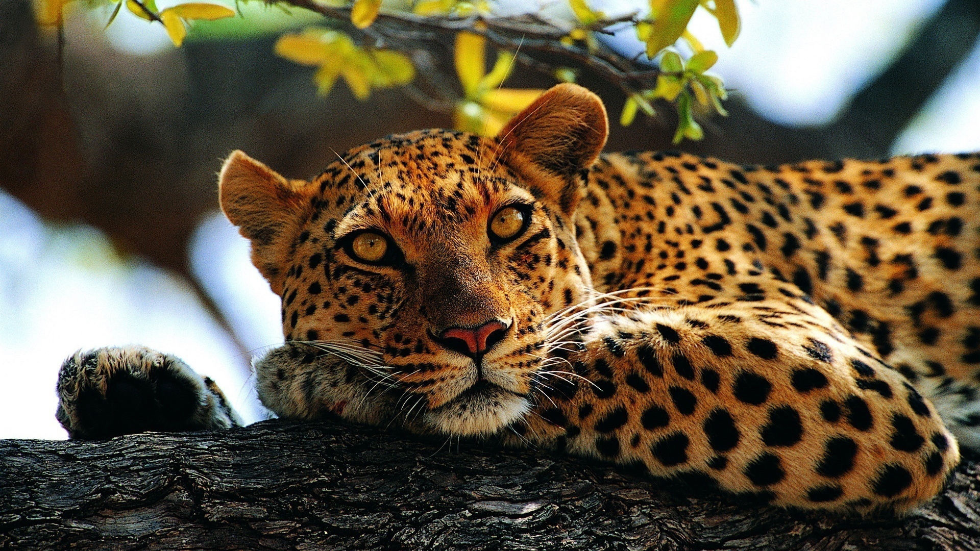 leopard Wallpaper