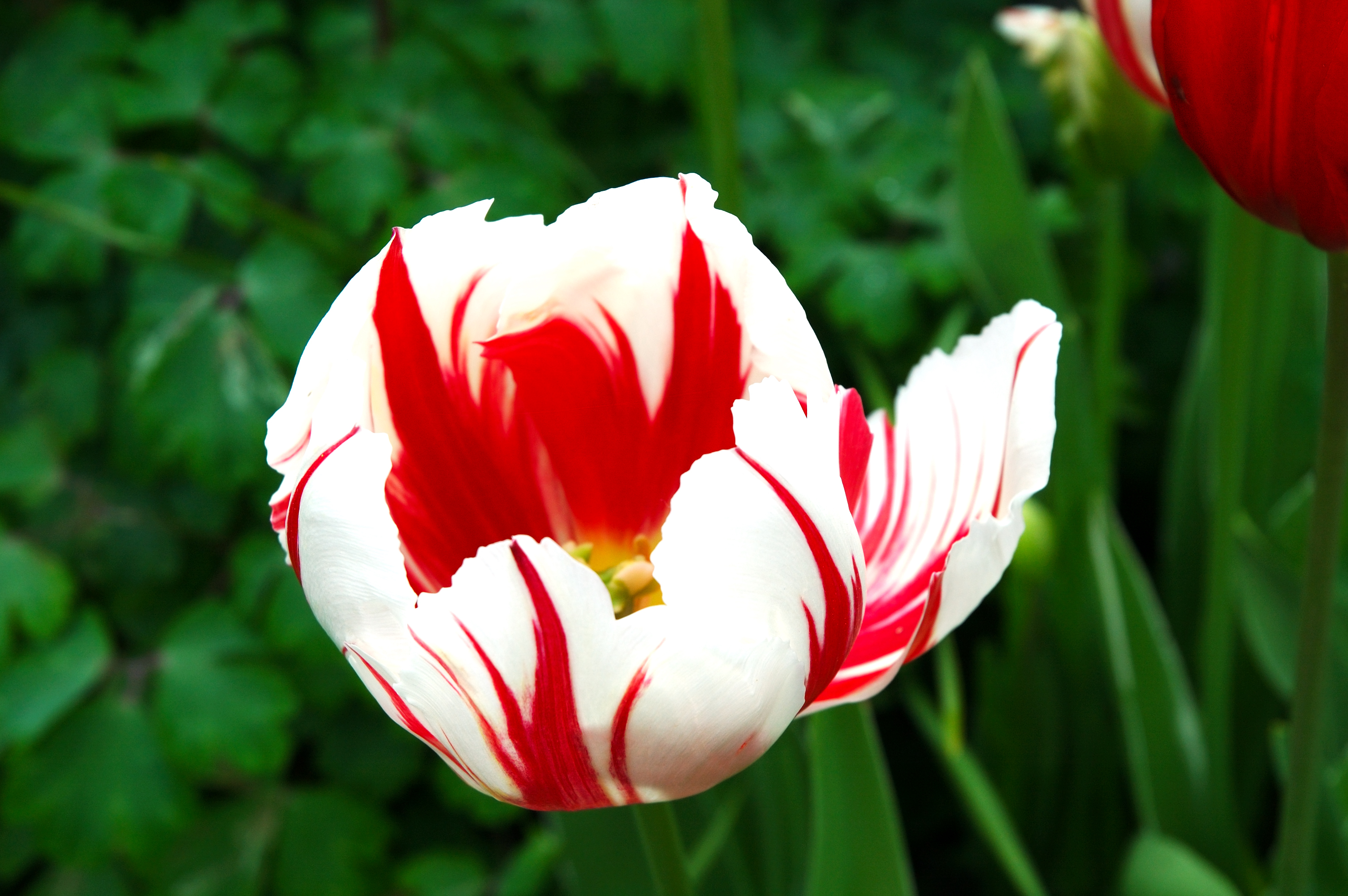 flower Wallpaper