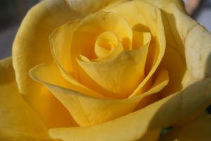 yellow, Rose, 2323