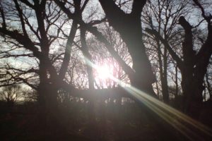 sun, Through, Trees, 2005