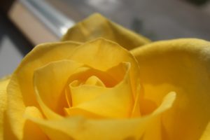 yellow, Rose, 2567