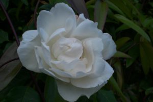 white, Rose, 2003