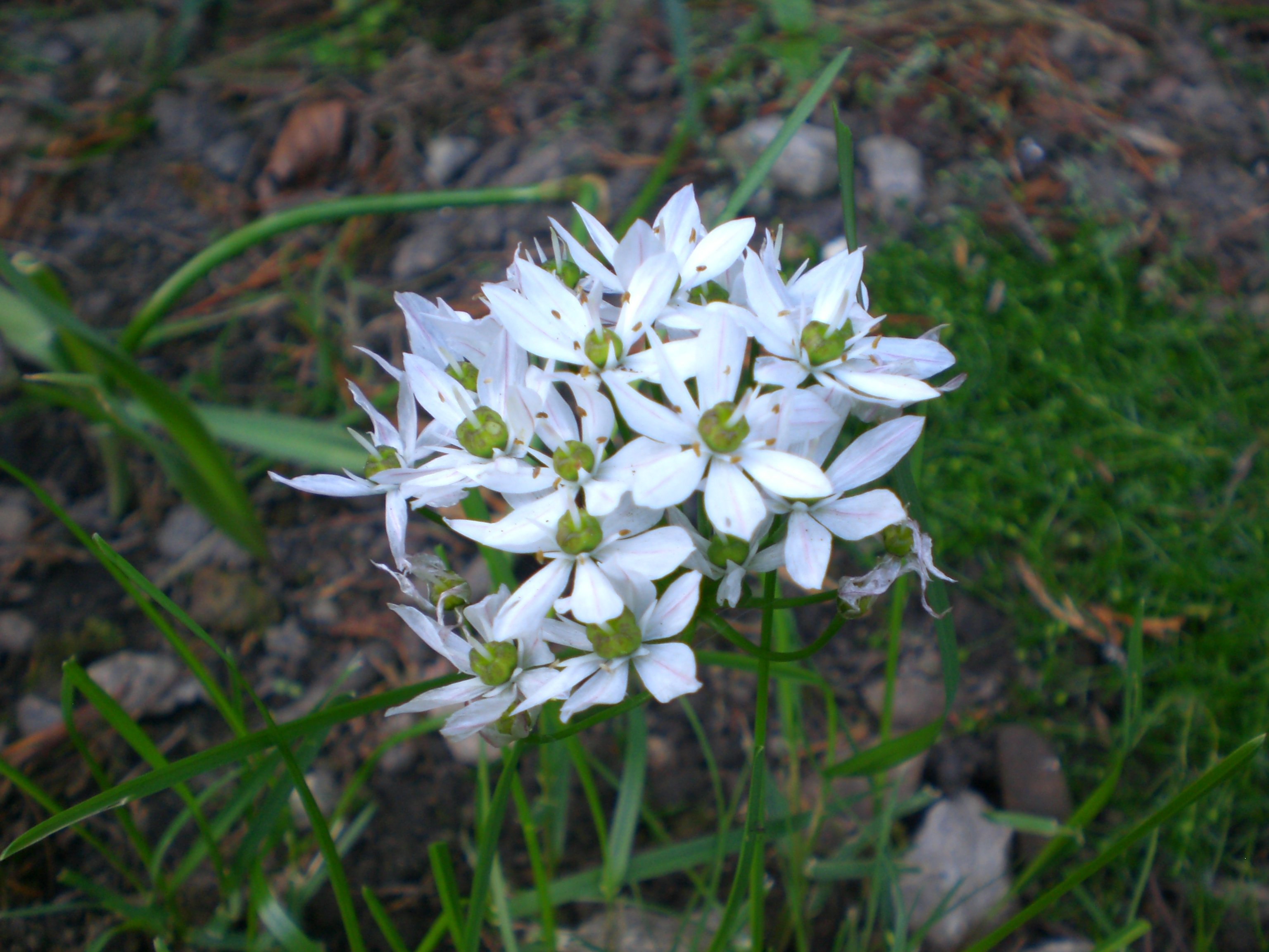 white, Flowers, 2342 Wallpaper
