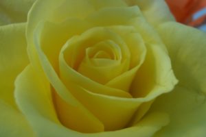 yellow, Rose, 2390