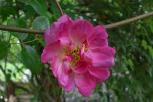 pink, Rose, 2005