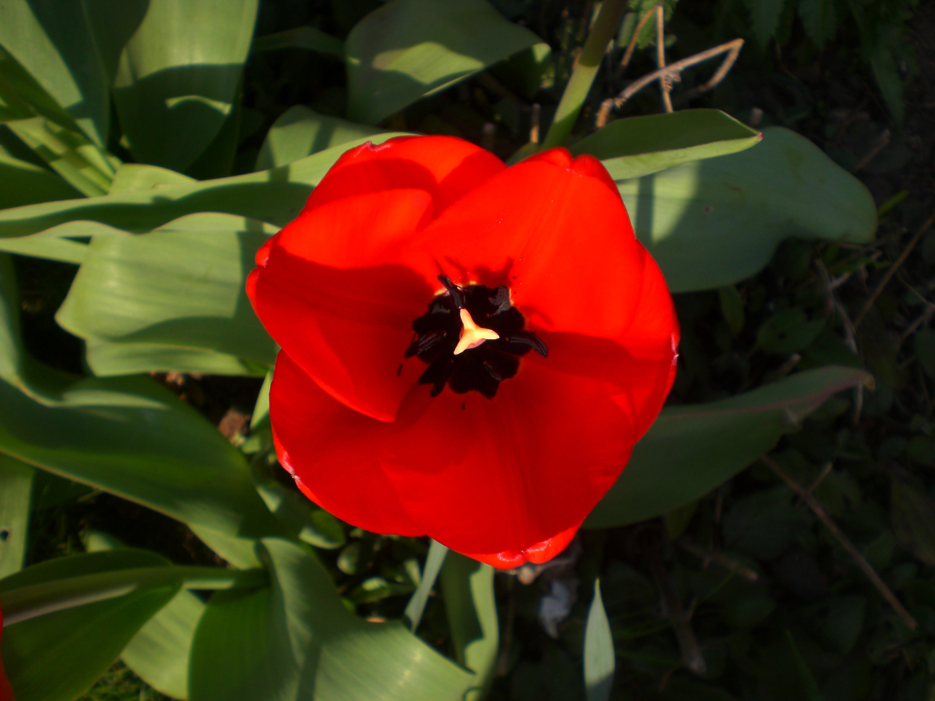 red, Flower, 1987 Wallpaper