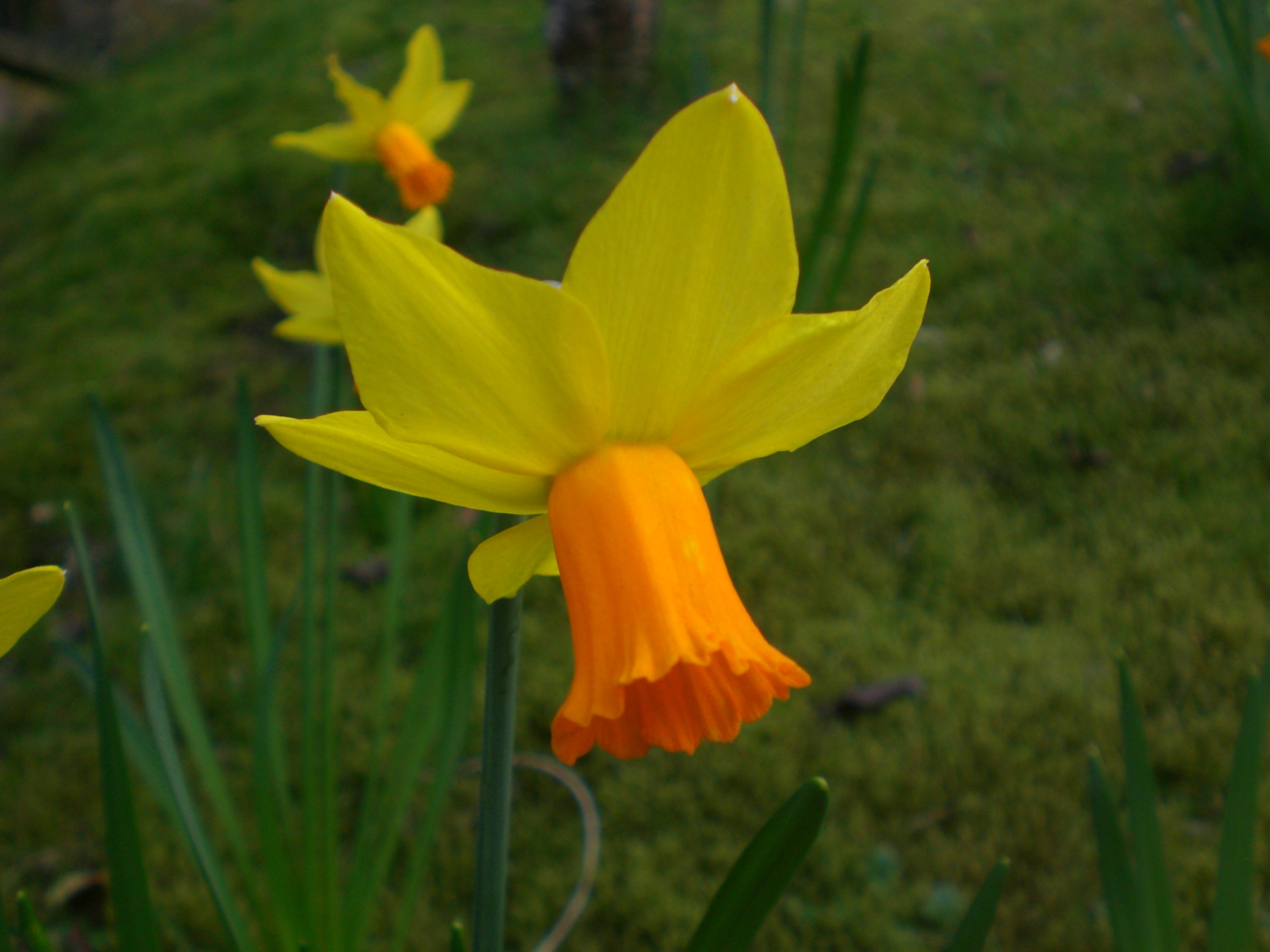 flower, Yellow, And, Orange Wallpaper