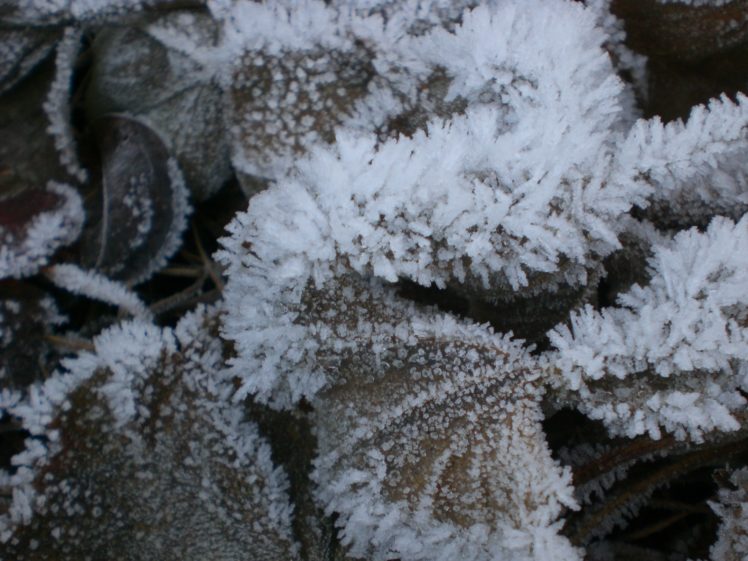 frost, On, Leaves HD Wallpaper Desktop Background