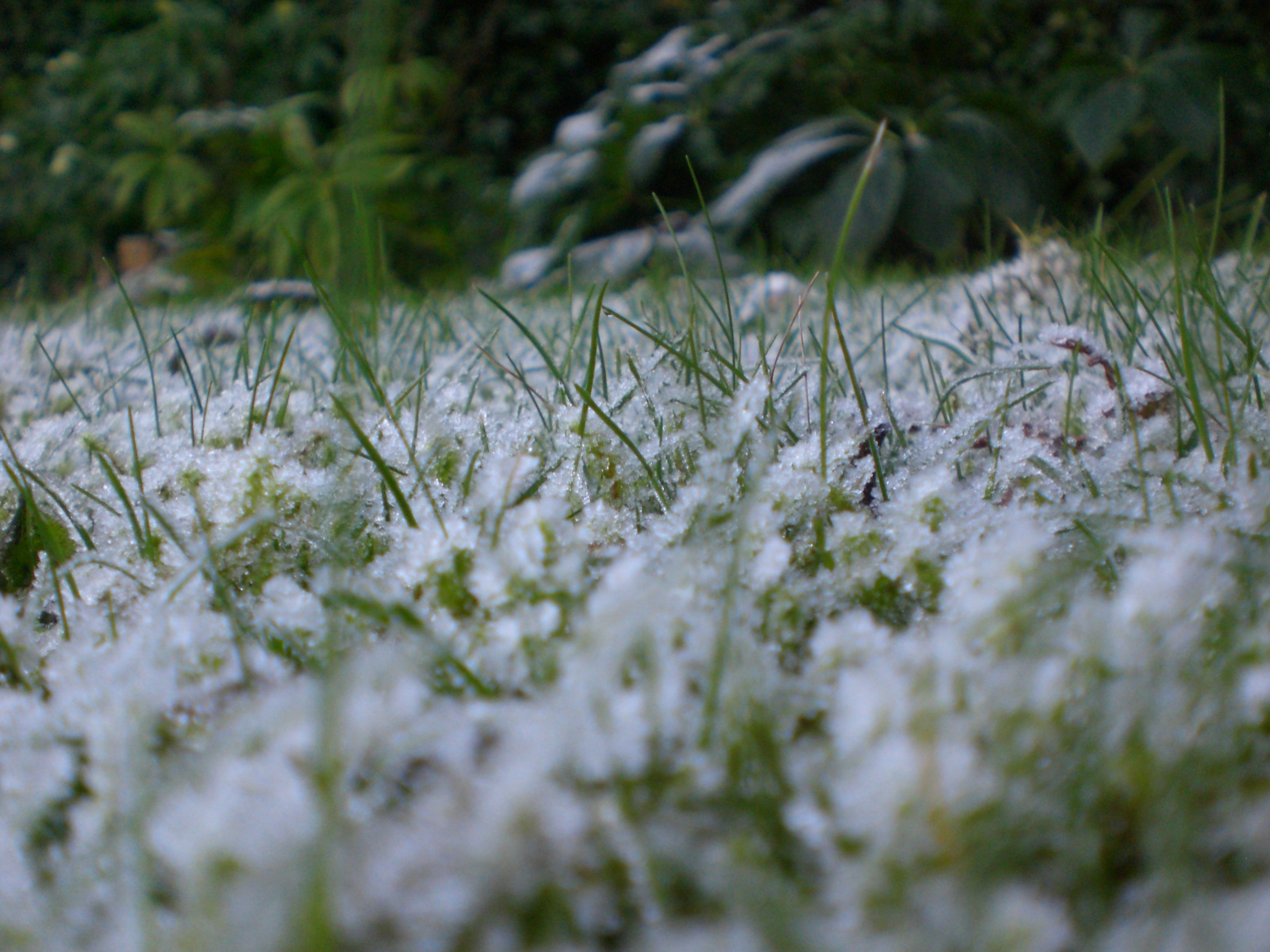 frost, On, Grass Wallpaper