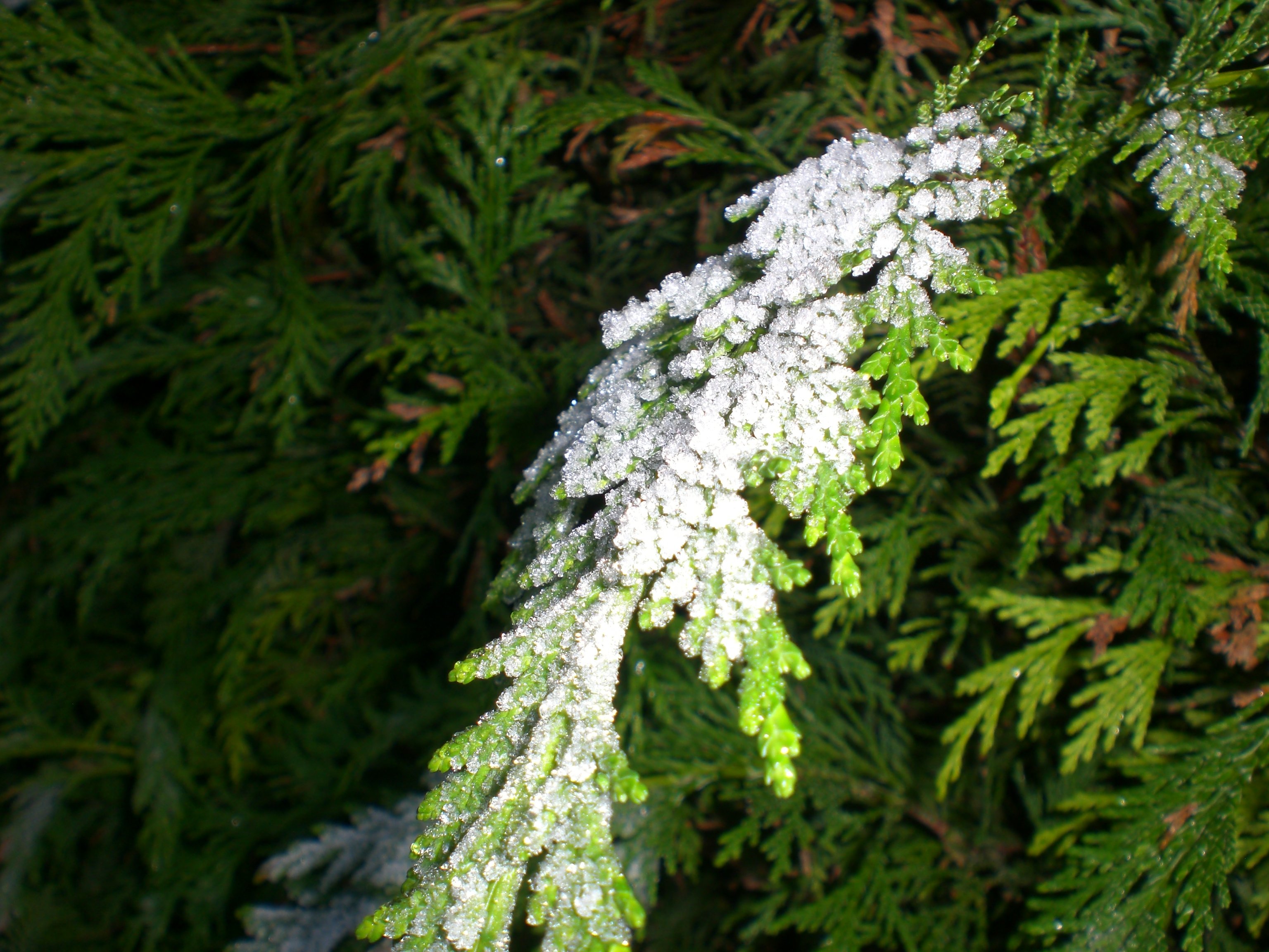 frost, On, Leaves Wallpaper