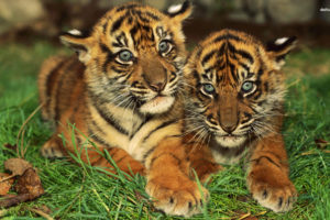 baby, Tigers