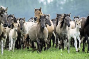 germany, Wildlife, Horses, Running