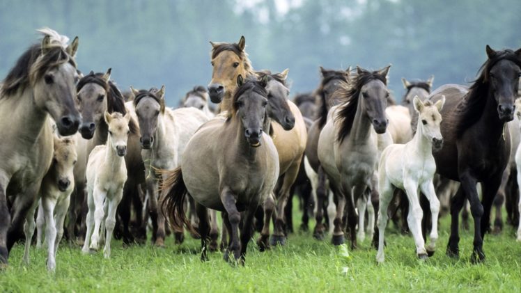 germany, Wildlife, Horses, Running HD Wallpaper Desktop Background