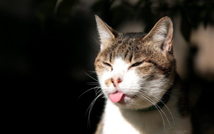 cats, Animals, Funny, Cute HD Wallpaper Desktop Background