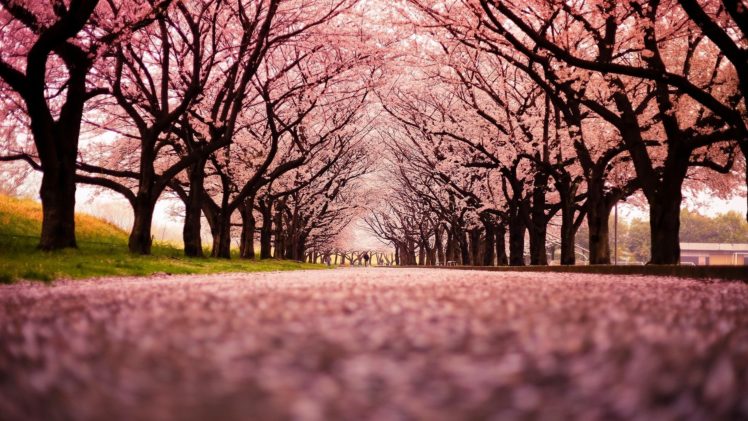 japan, Trees, Peach HD Wallpaper Desktop Background