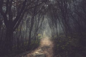 trees, Forests, Paths, Fog, Mist