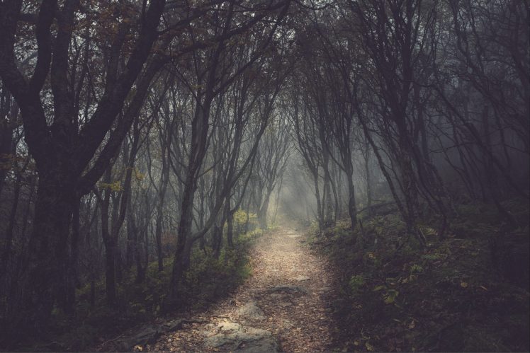 trees, Forests, Paths, Fog, Mist HD Wallpaper Desktop Background