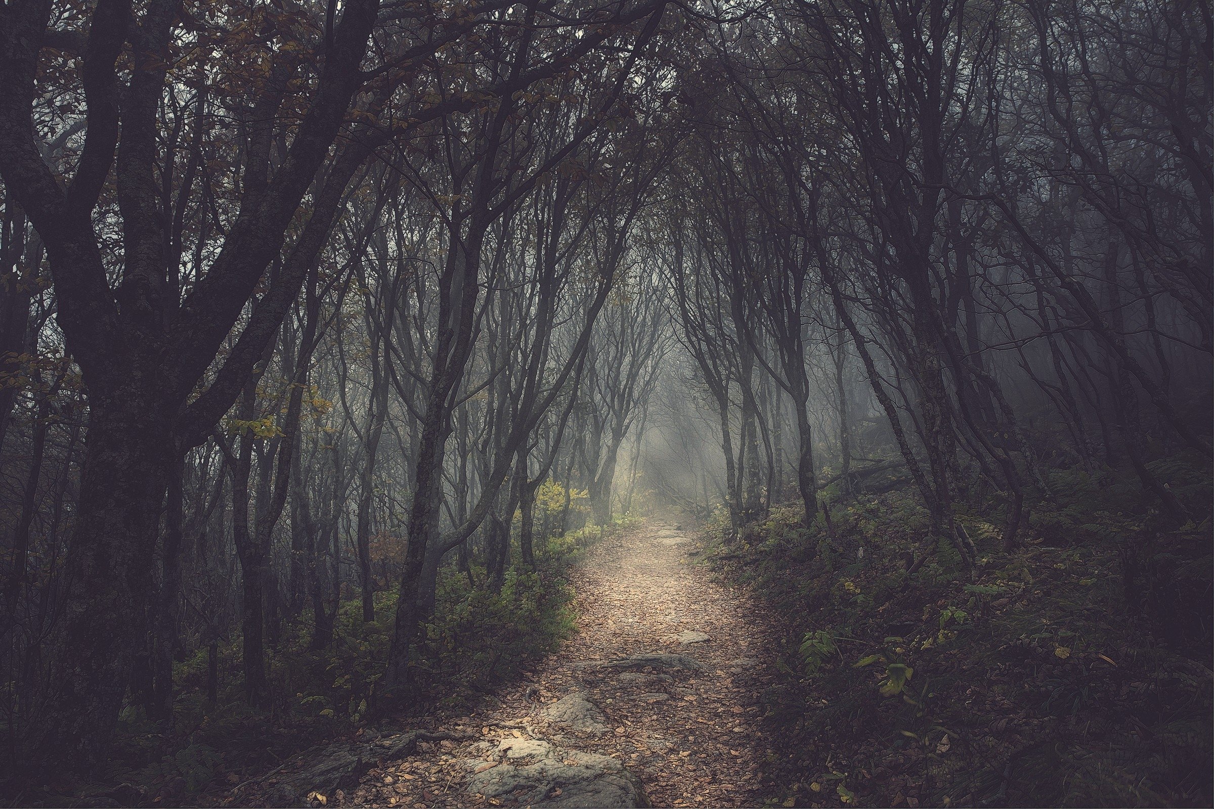 trees, Forests, Paths, Fog, Mist Wallpaper