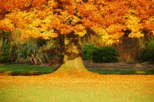 trees, Autumn, Fall, Leaves
