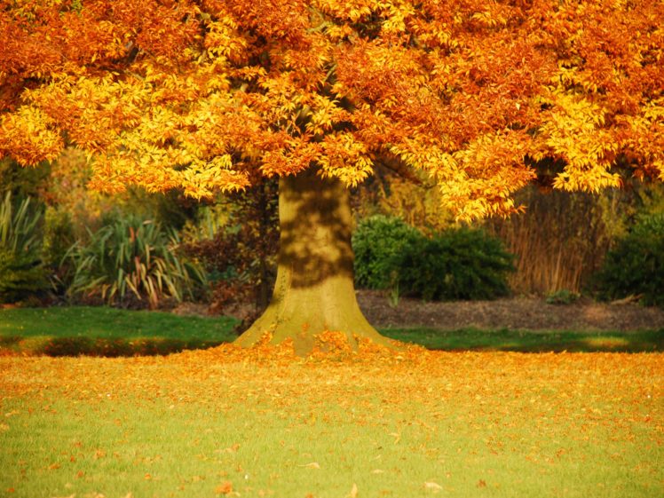 trees, Autumn, Fall, Leaves HD Wallpaper Desktop Background