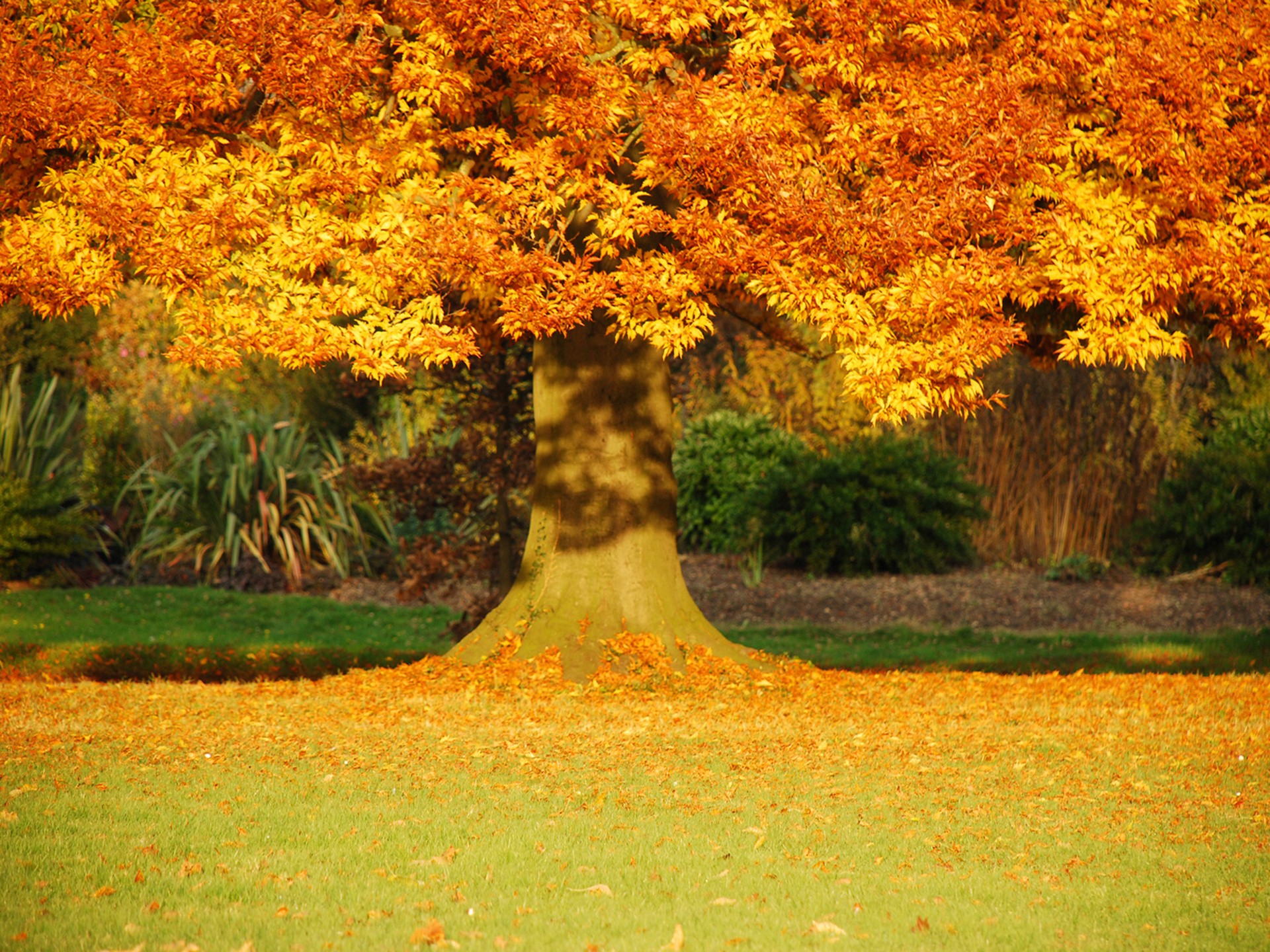 trees, Autumn, Fall, Leaves Wallpaper