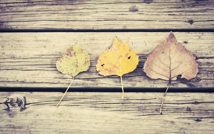 leaves, Autumn, Fall, Bokeh HD Wallpaper Desktop Background